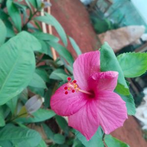 A vibrant pink hibiscus flower with delicate petals and red stamens, surrounded by lush green leaves, set against a blurred garden background.
