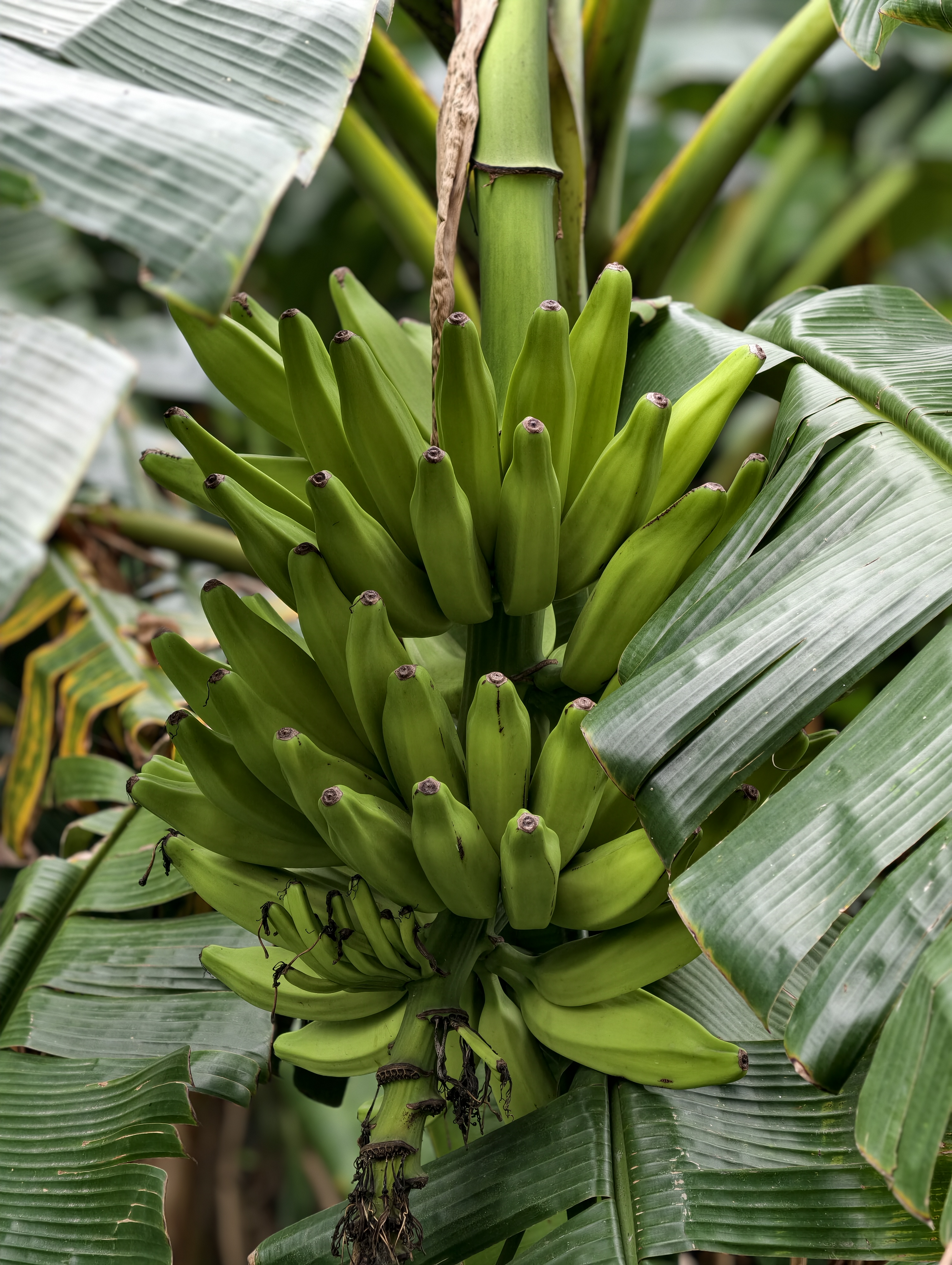 A healthy bunch of unripe green bananas growing naturally on a banana plant. Banana cultivation is common across rural Bangladesh, where the fruit is an important part of local agriculture and daily food consumption.