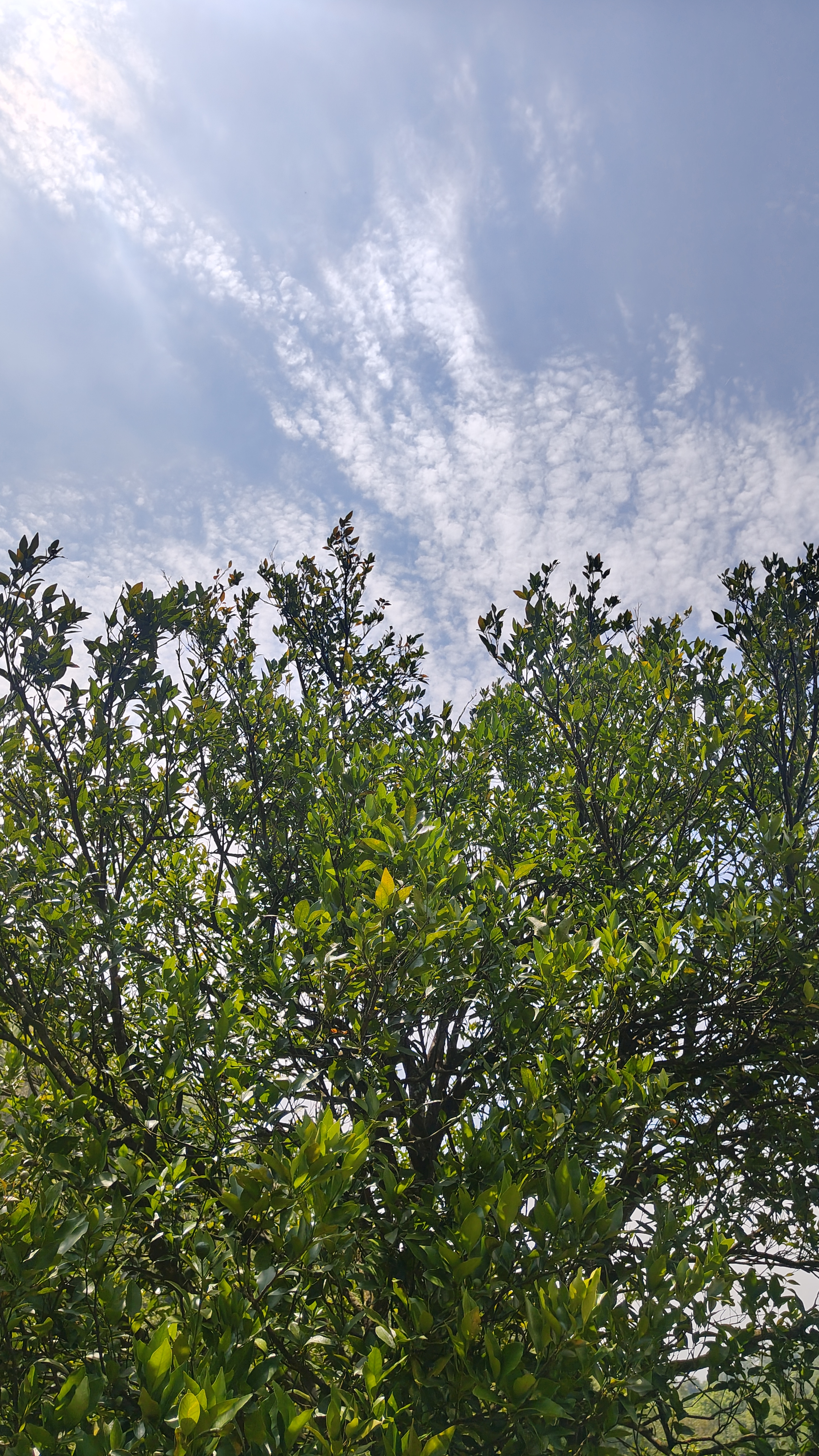 A lush green tree with dense foliage under a partly cloudy sky. Sunlight filters through the branches
