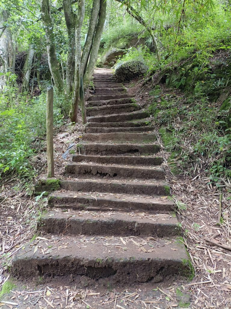 A scenic forest pathway with rustic steps leading through the lush greenery of Oloolua Forest Nature Trail.