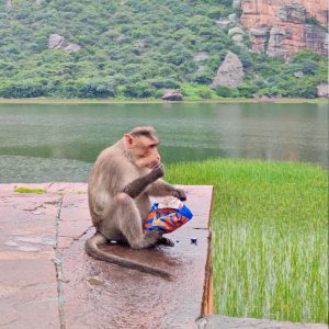 A small Monkey sitting on a flagstone platform next to a body of water, with a cliff on the other side.  It's holding a small bag of snacks and is eating.