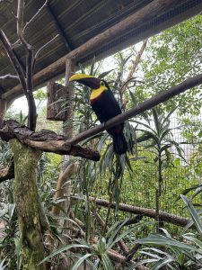 A toucan perched on a branch, posing among lush vegetation alongside other toucans at La Paz Waterfall, Costa Rica.