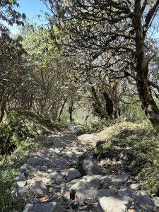 Sunlit stone path winding through a rhododendron forest. 