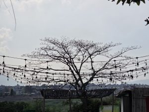 
Bare tree branches adorned with string lights against an overcast sky create a serene atmosphere. Cityscape and distant hills in the background.