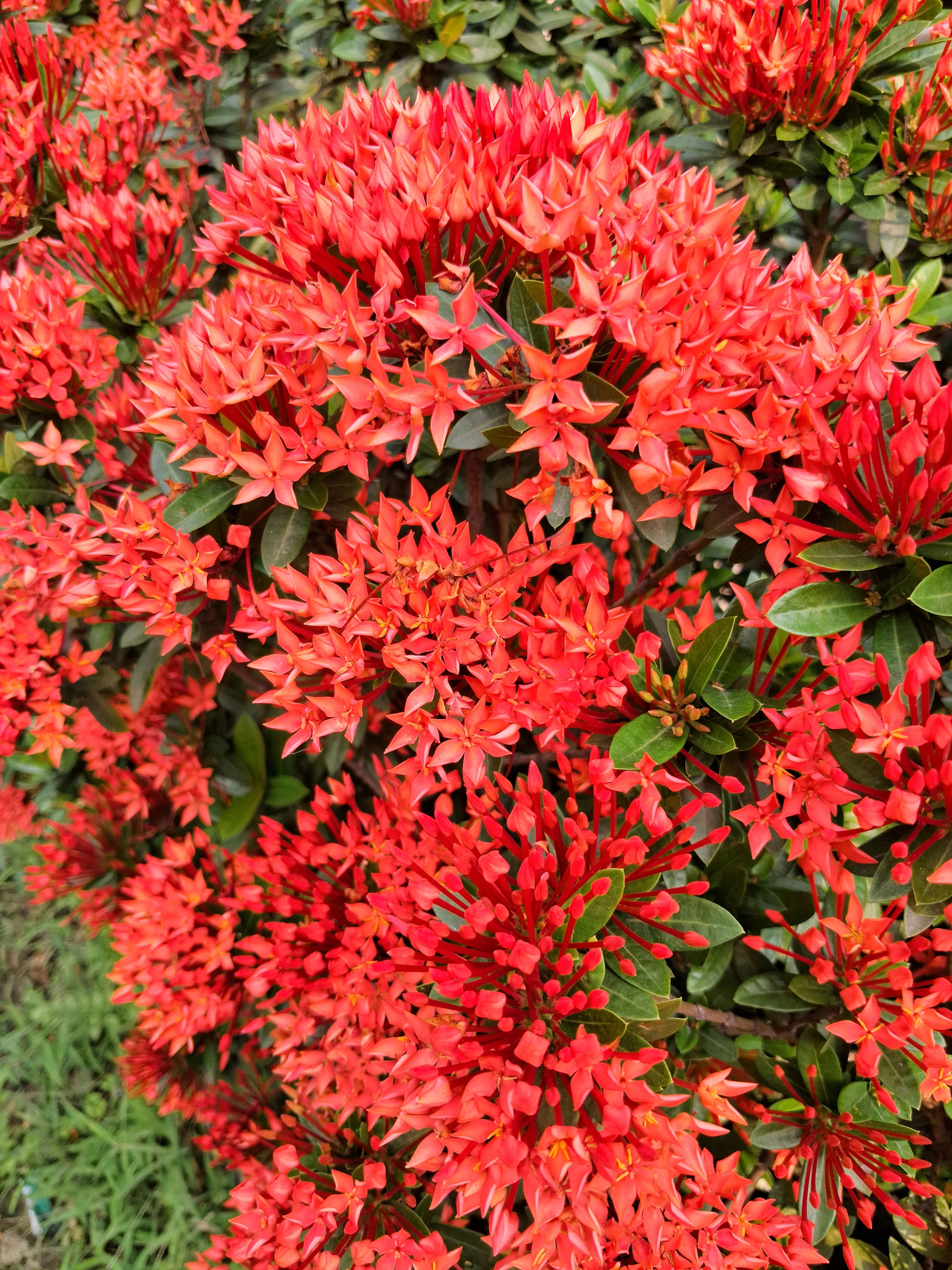 Red Ixora flowers blooming in a tropical garden.