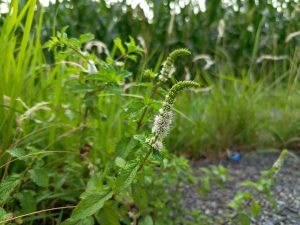 Wild mint in bloom with a curving spike of small white flowers rising above crinkled leaves beside a gravel path. 