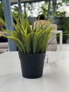 A small black pot with vibrant green grass-like plant sits on a white table. 