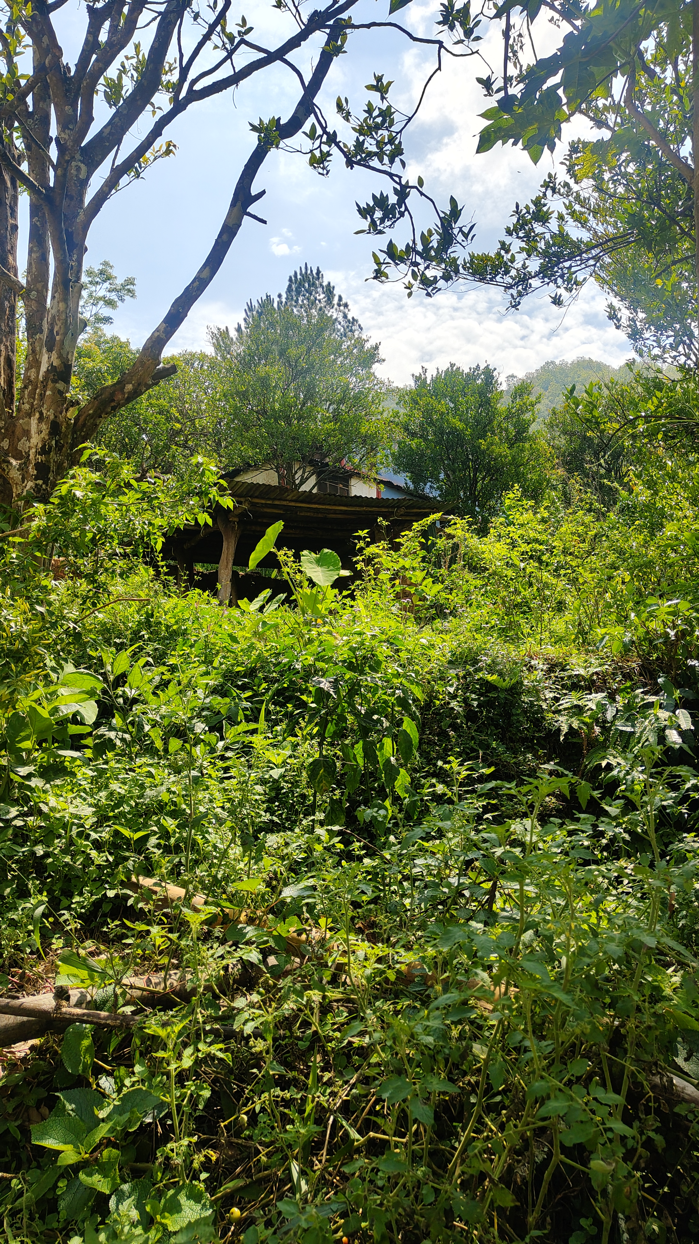 A rustic wooden structure partially hidden by dense, lush greenery under a clear blue sky.
