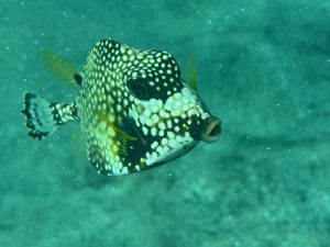 Blowfish looking at the camera, sideways, with sand in the background and in suspension