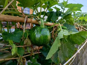 A round dark-green pumpkin ripening on a bamboo trellis in a rooftop kitchen garden in Nepal. 