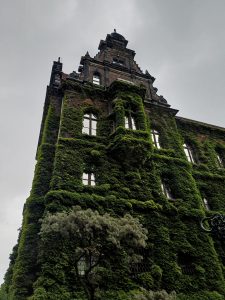 Part of the National Museum building in Wrocław covered in thick green ivy. Windows, a decorative roof, and a grey sky are visible.