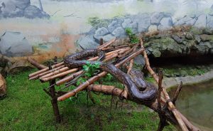 A large python with a brown and black patterned skin is coiled on a raised wooden structure made of lashed branches. The structure stands on green grass next to a small pool of water. 