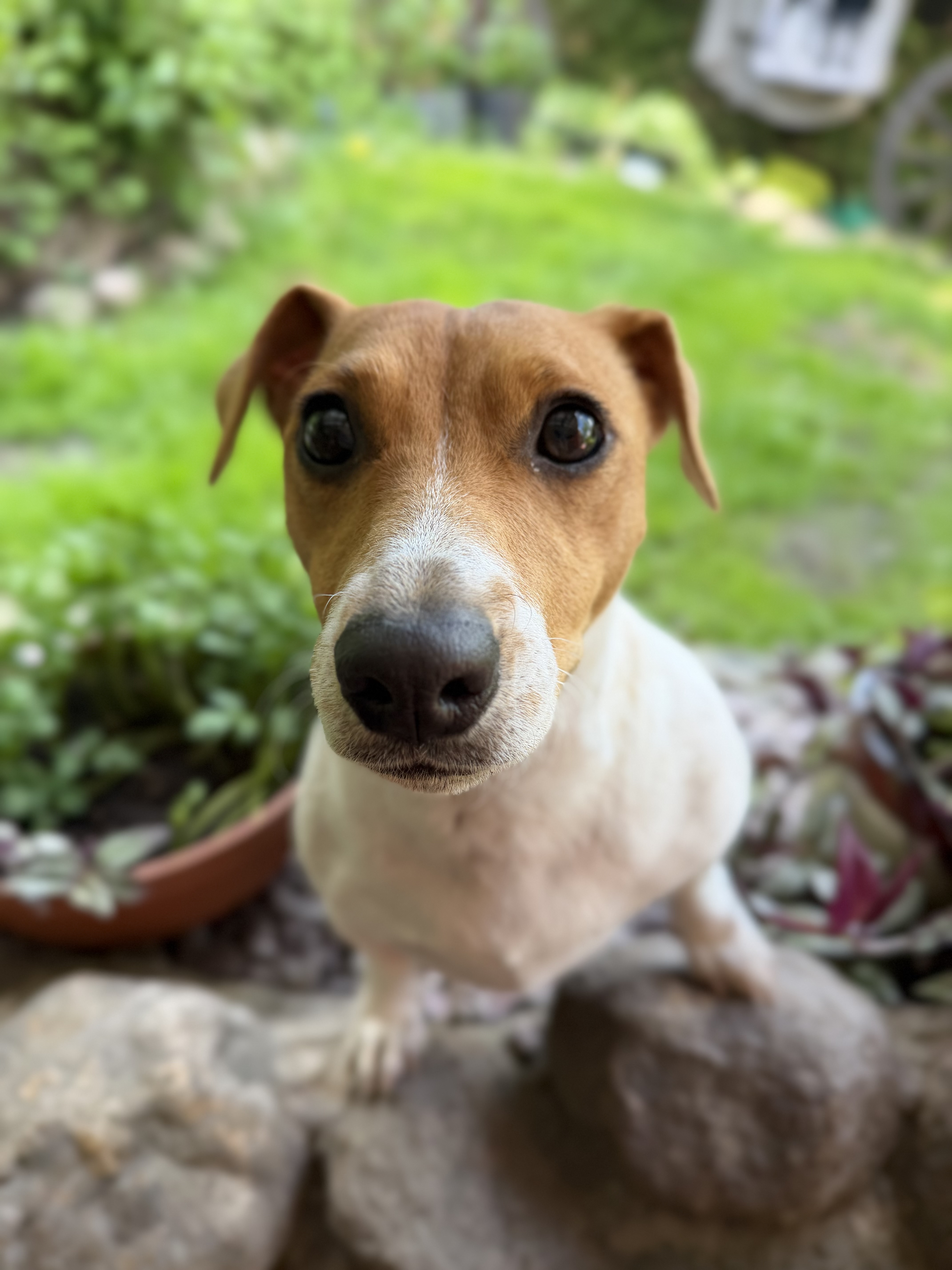 curious jack rassel terrier dog