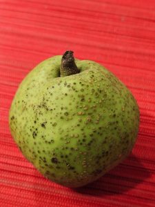 A close-up photograph of a fresh green quince (Cydonia oblonga), commonly known as sabarjal or safarjal, resting on a bright red surface. The fruit, a close relative of apples and pears, stands out beautifully against the contrasting background. 