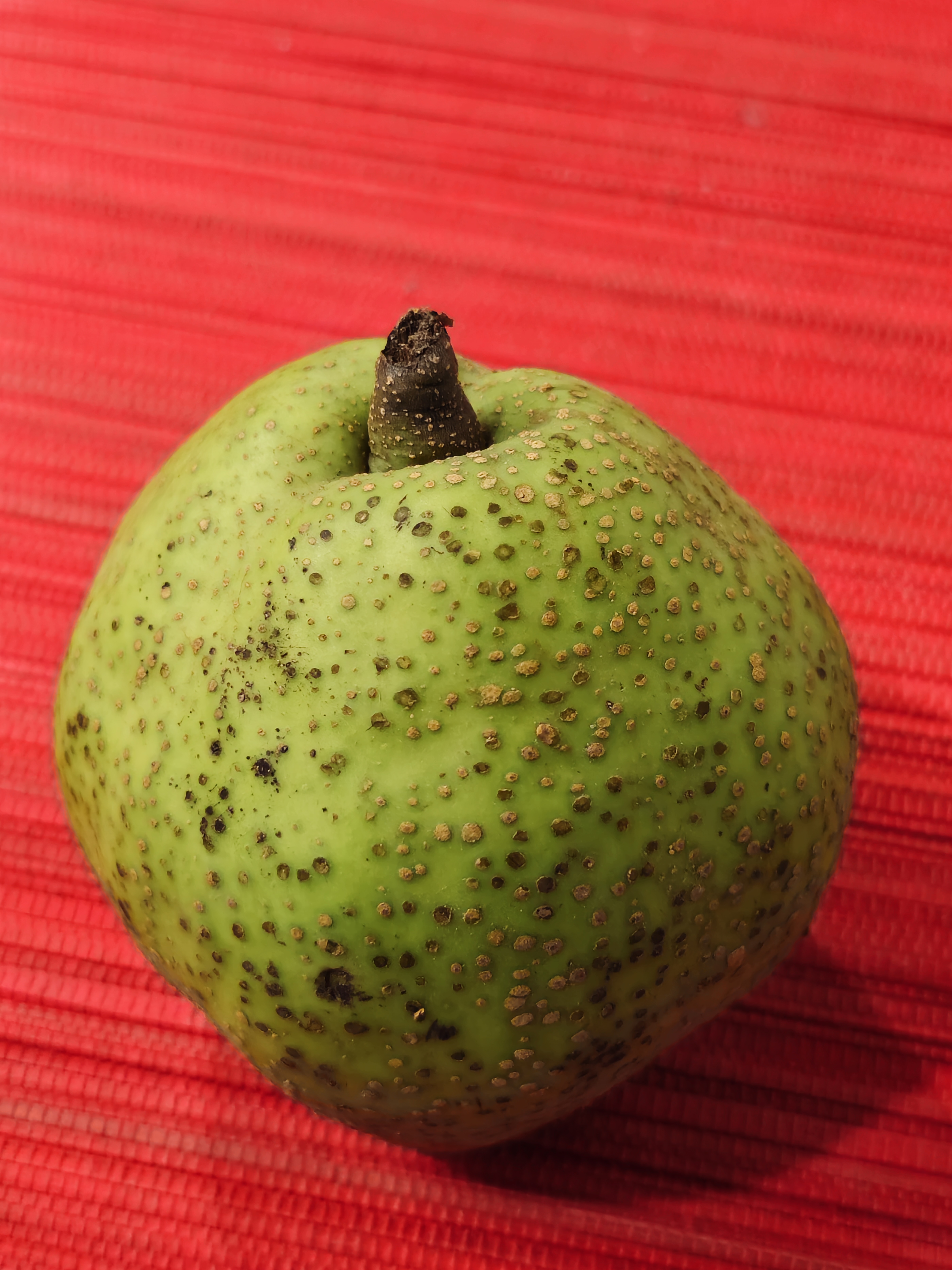 A close-up photograph of a fresh green quince (Cydonia oblonga), commonly known as sabarjal or safarjal, resting on a bright red surface. The fruit, a close relative of apples and pears, stands out beautifully against the contrasting background.