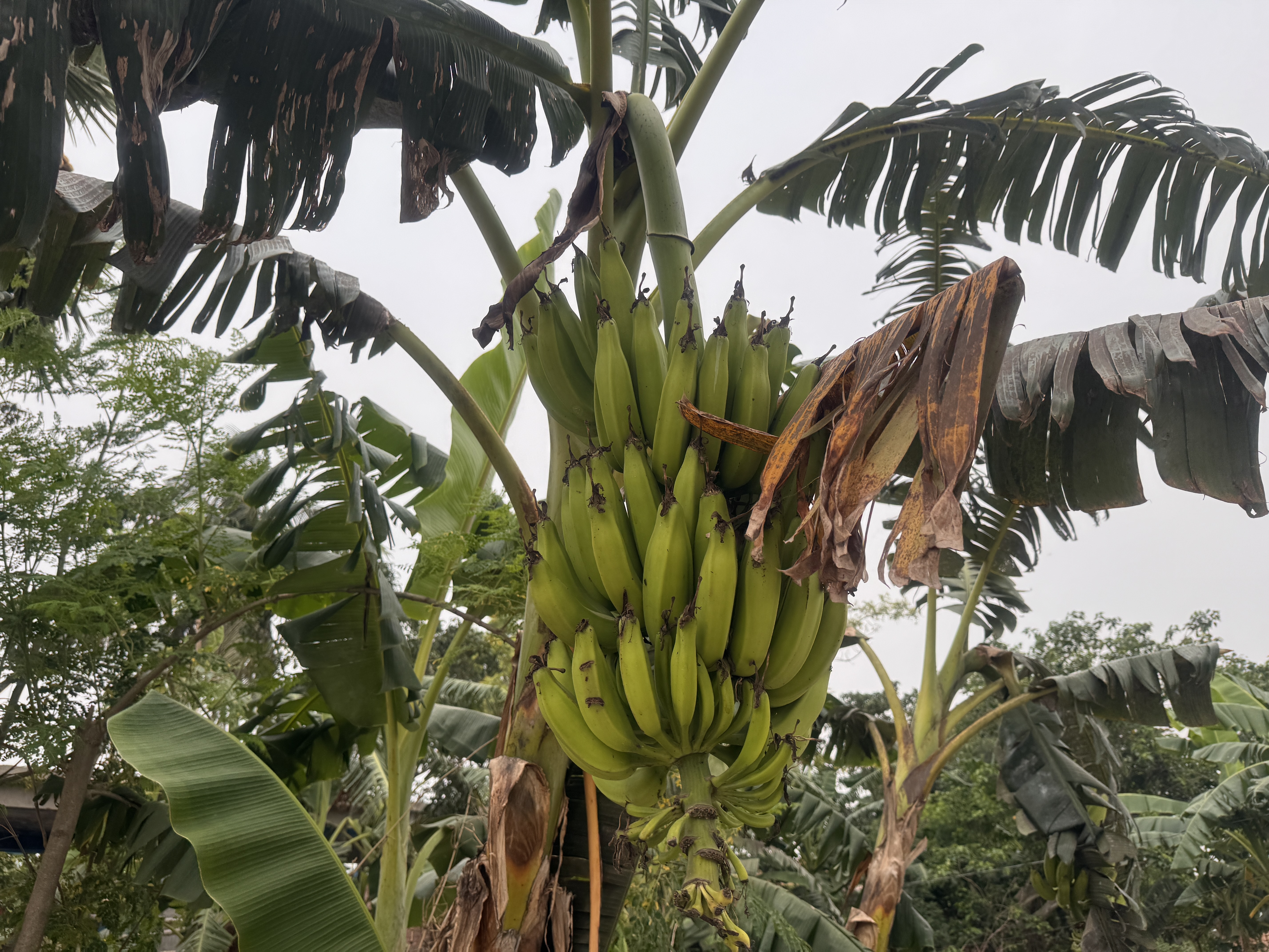 Bunch of green bananas hanging from a tree with large, tattered leaves.