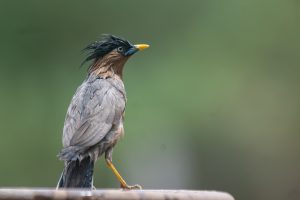Brahminy starling a wet bird stands on a ledge, facing slightly to the right. Its feathers are soaked, giving it a disheveled appearance. The bird has a mix of brown and gray plumage, with a distinct crest of long, black feathers on its head, which adds to its quirky look. 
