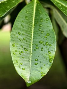Macro photograph of a glossy green leaf covered with fresh raindrops, highlighting its texture and central vein against a blurred background.
