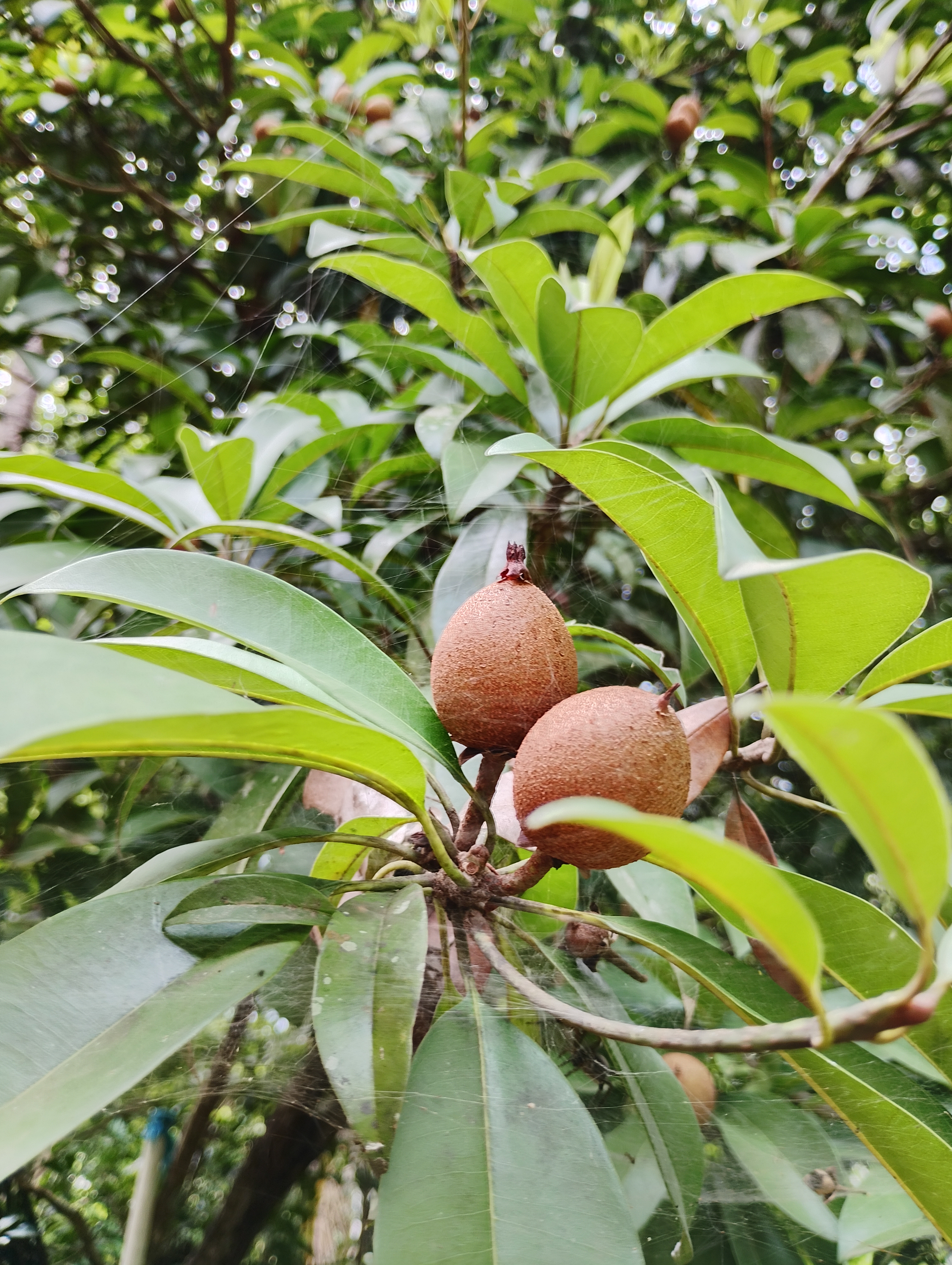 Two ripe brown sapodilla fruits hanging from a leafy tree branch.