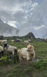 A fluffy goat and several sheep graze on a lush, green mountain meadow under a dramatic, cloudy sky. Rugged rocks and distant peaks add to the serene landscape.