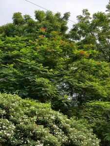Tropical green landscape filled with lush trees, flowering shrubs, and vibrant foliage, creating a refreshing natural scene rich in color and biodiversity.