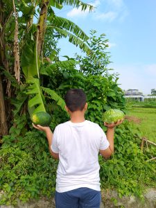 A boy proudly holding up two freshly harvested watermelons — one oval, one round — with a banana tree and green garden behind him. 