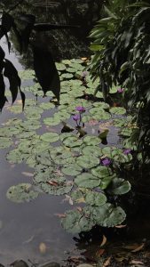 Pond with green lily pads and a few blooming purple flowers, surrounded by overhanging leafy plants