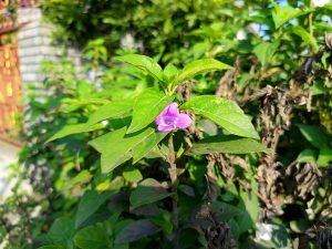 Delicate purple Torenia (wishbone flower) blooming alone amid bright green leafy shrubs in a garden. 