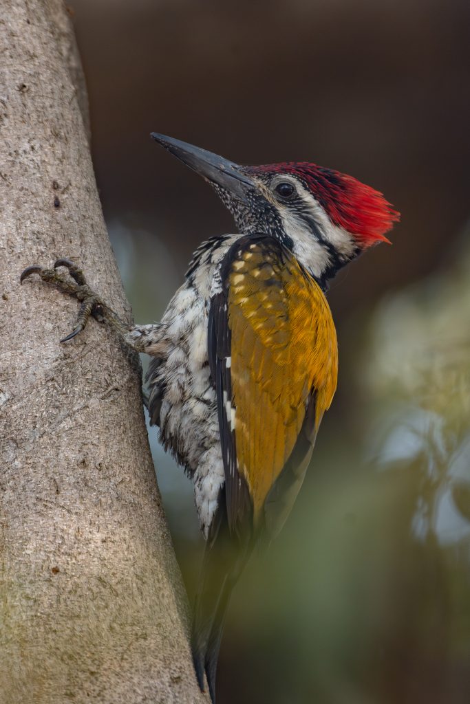 Black Rumped Flameback Woodpecker is perched on a tree, showcasing a vibrant display of colors. Its head is adorned with bright red feathers, which contrast beautifully with the black and white patterns on its face and neck.