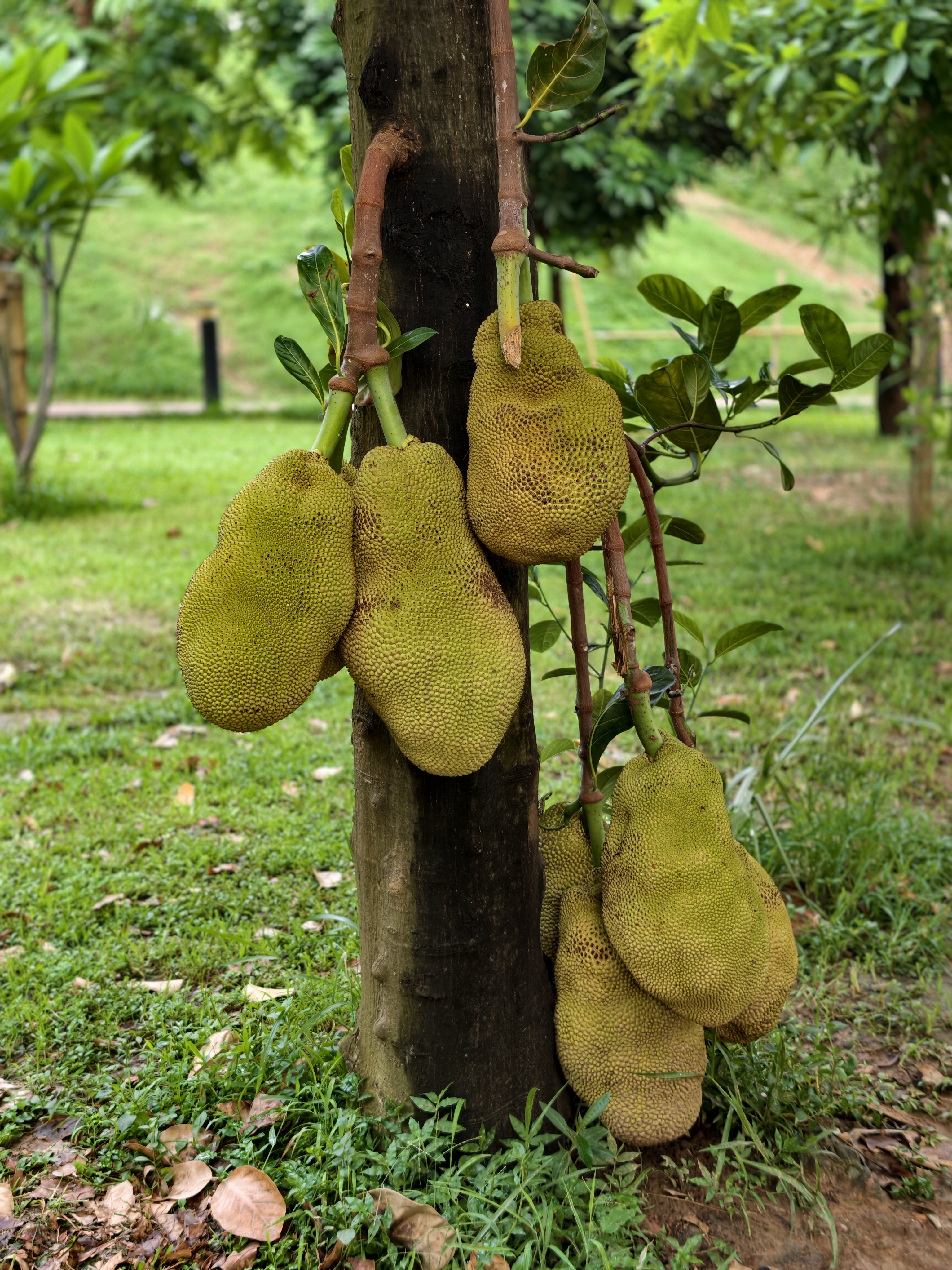 Several developing jackfruits growing directly from the trunk of a jackfruit tree, displaying their characteristic rough green skin.