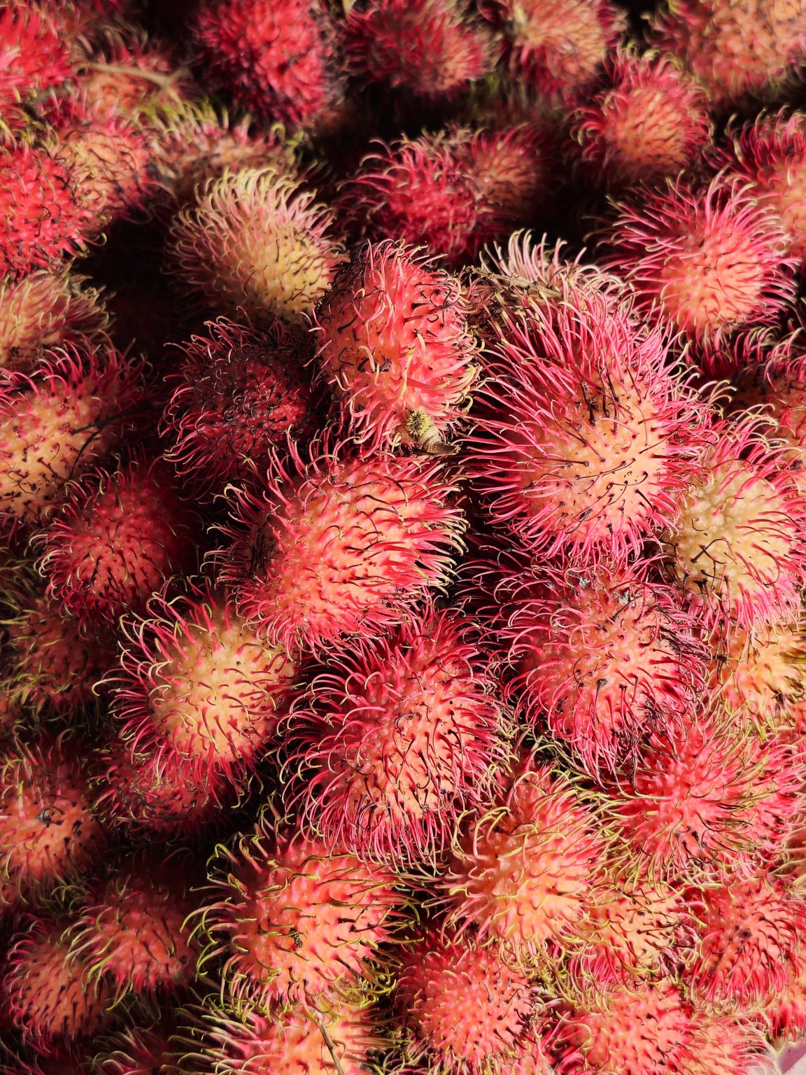 A colorful close-up of fresh rambutans with their distinctive soft spines and bright red skin. The image highlights the fruit's unique texture and tropical appeal. Captured in Perumanna, Kozhikode, Kerala.
