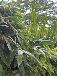Lush green foliage with long, broad leaves and ferns, creating a vibrant, tropical feel. 
