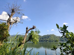 Gnarled lakeside trees and reeds framing a tranquil lake with forested hills 