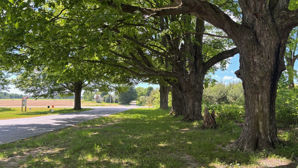 On the right a row of very old trees, their long branches reaching far.  On the left a driveway going out to a road.  Across the road is a plowed field.