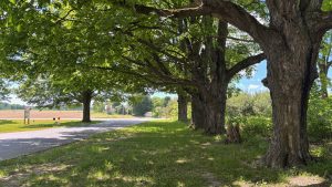 On the right a row of very old trees, their long branches reaching far.  On the left a driveway going out to a road.  Across the road is a plowed field.