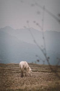 Lone white horse grazing peacefully on a highland meadow against a brooding mist-veiled mountain backdrop 