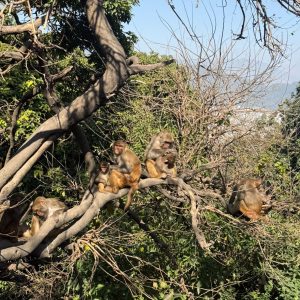 
A group of monkeys sits on intertwined tree branches surrounded by lush green leaves. Sunlight casts shadows, creating a serene and natural atmosphere.