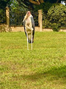 A close up photo of a Marabou stock (Kalooli) busking in the sun