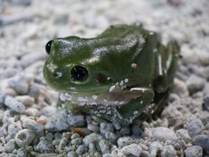 A close-up, eye-level shot of a vibrant green frog sitting on a bed of white and grey pebbles. The frog has large, dark eyes and small white spots along its jawline. Its skin is moist and textured, highlighting its bright green color against the neutral tones of the stones.
