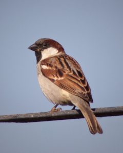 small sparrow sits on a wire against a clear blue sky. It has a brown back with dark streaks, a chestnut head, white cheeks, a black throat, and a light gray belly. The bird is shown in side view, calmly looking to the left.