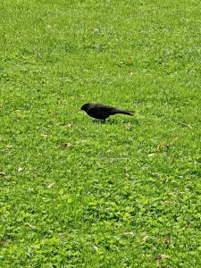 A blackbird walks across a vibrant green lawn, searching for food in the grass. The simple composition and natural setting capture a quiet wildlife moment, highlighting the bird against a carpet of fresh greenery. Captured in Zurich, Switzerland.
