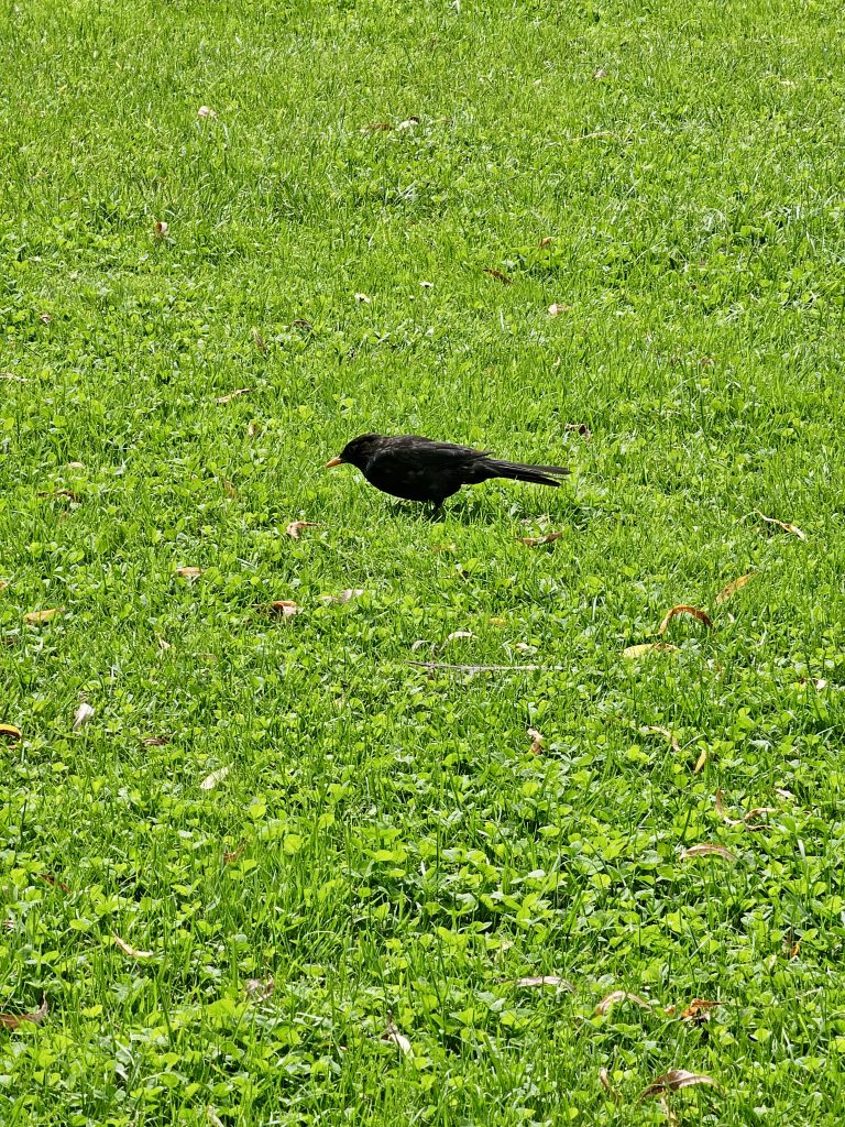 A blackbird walks across a vibrant green lawn, searching for food in the grass. The simple composition and natural setting capture a quiet wildlife moment, highlighting the bird against a carpet of fresh greenery. Captured in Zurich, Switzerland.