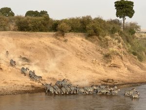 Migration is here..! They call us a Dazzle. A group of zebras with distinctive black and white stripes is gathered at the edge of a river. Some zebras are crossing into the water, while others are just stepping down the sandy bank. Dust is being kicked up around their hooves as they move.

