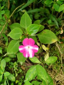 A vibrant pink periwinkle flower with a white center blooming among green leaves on the ground. 
