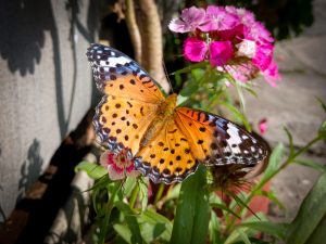 An Indian Fritillary (Argynnis hyperbius) butterfly is resting on pink flowers in the bright sunshine.