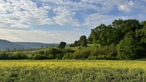 A bright yellow rapeseed field stretches across the foreground, backed by rolling green hills, scattered trees, and a quiet road winding past a small village. Wooded slopes rise in the distance beneath a wide, cloud-dappled blue sky.
