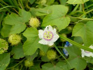 A delicate white passionflower (Passiflora) with purple-tipped filaments and spiny green buds nestled in a leafy vine. 
