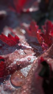 Close-up of deep red leaves covered in water droplets, with sunlight reflecting off the wet surface and a softly blurred background.
