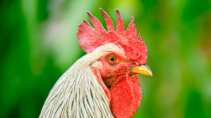 Close-up profile view of a rooster head showcasing a textured, bright red comb and wattle, white and grey neck feathers, and a yellow beak against a blurred green background 