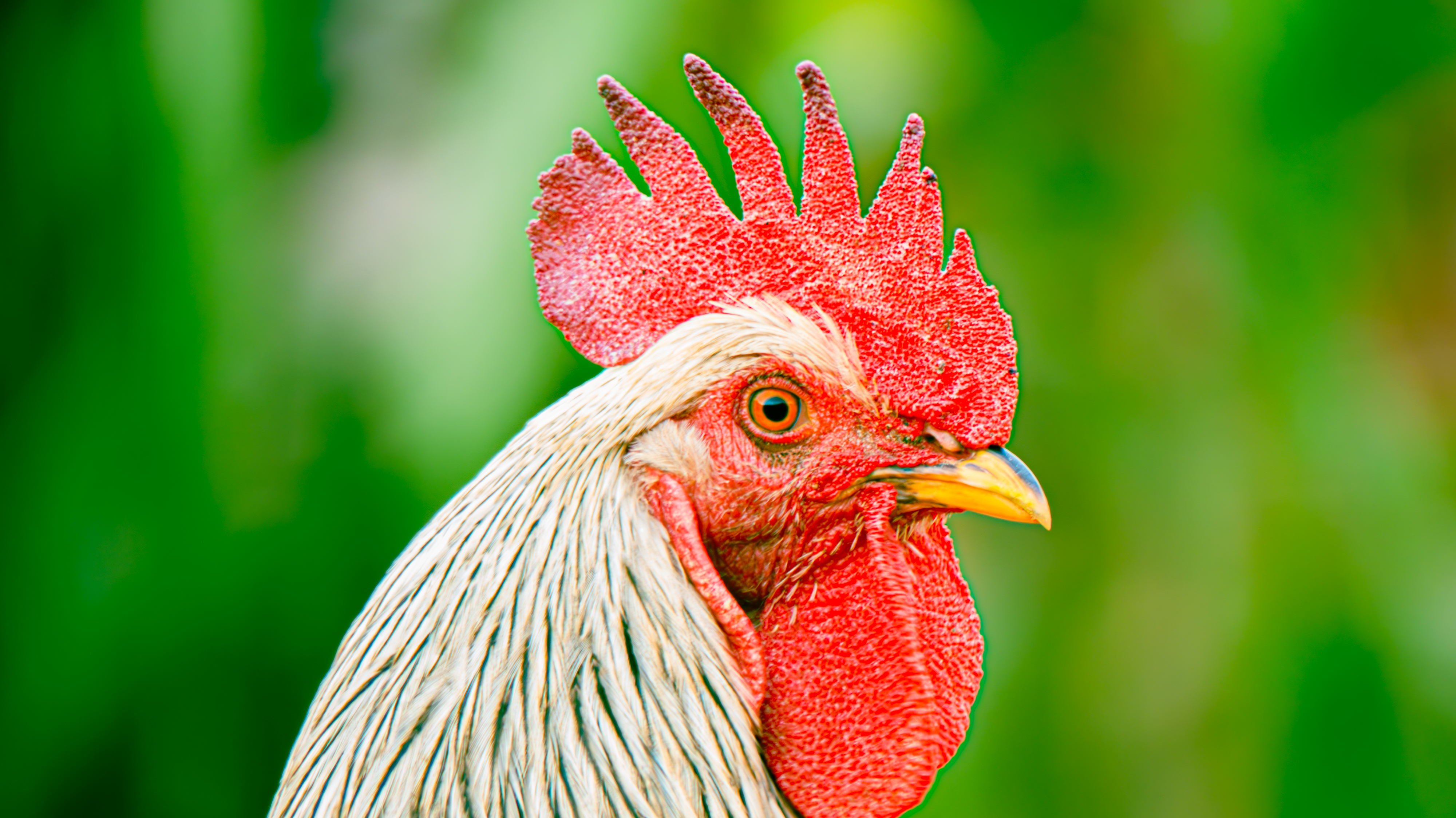 Close-up profile view of a rooster head showcasing a textured, bright red comb and wattle, white and grey neck feathers, and a yellow beak against a blurred green background